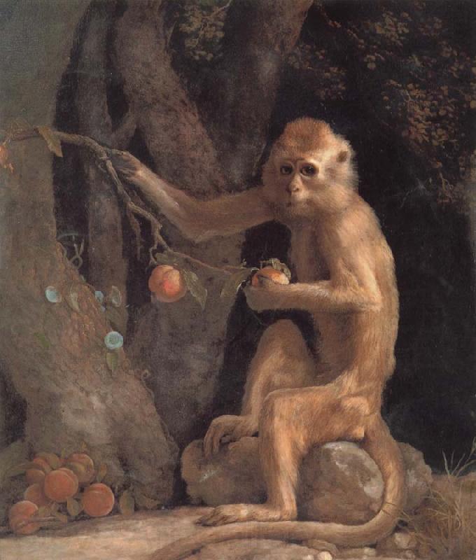 George Stubbs Monkey Germany oil painting art